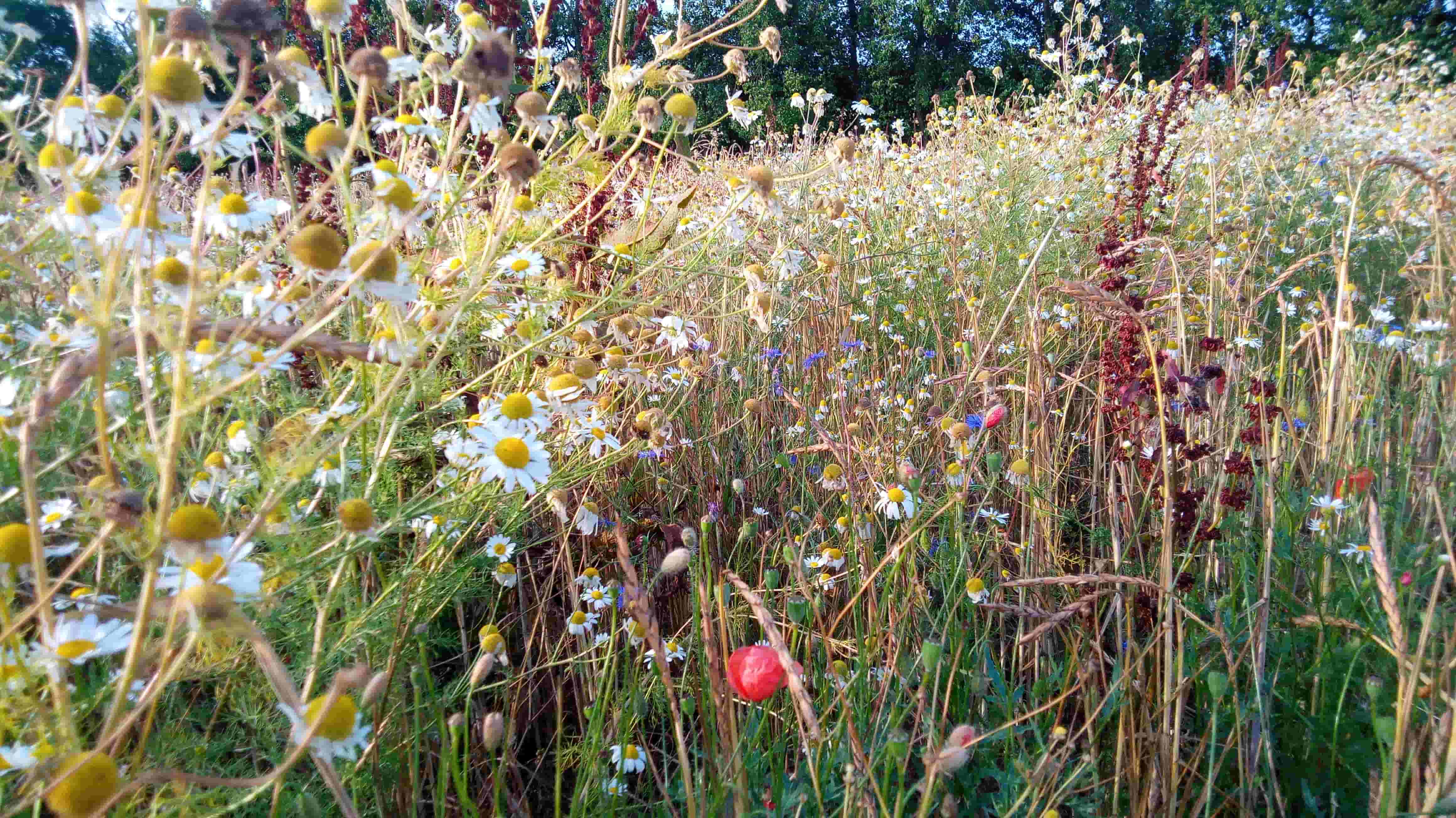 Vitale Ackerflora